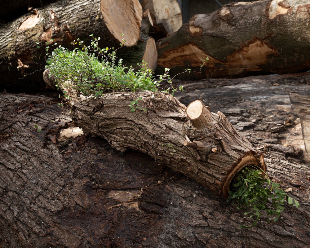 Mini forests